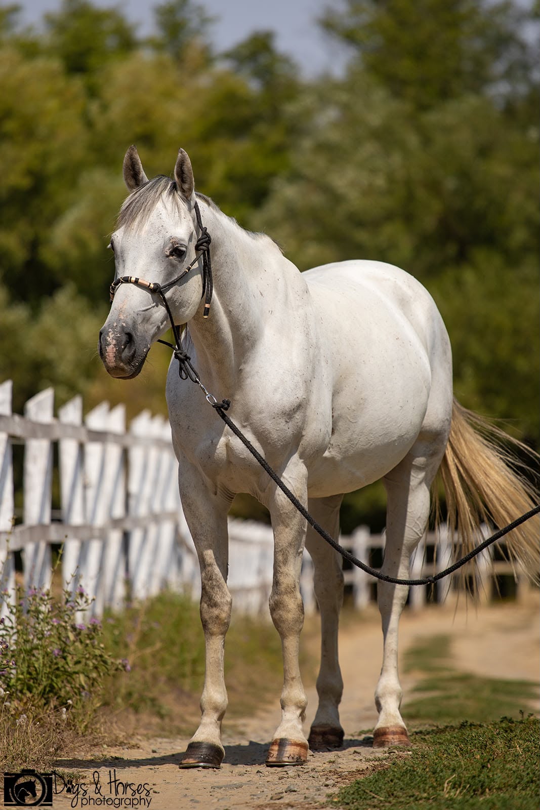 2017- es Quarter horse herélt